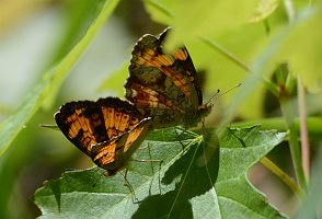 163 2016-05230896 Oxbow NWR, MA